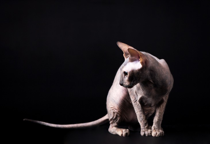 Donskoy hairless cat breeds