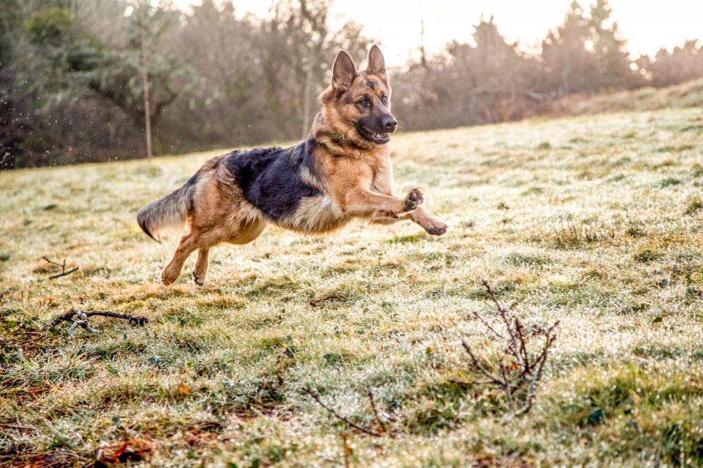 A German Shepherd running