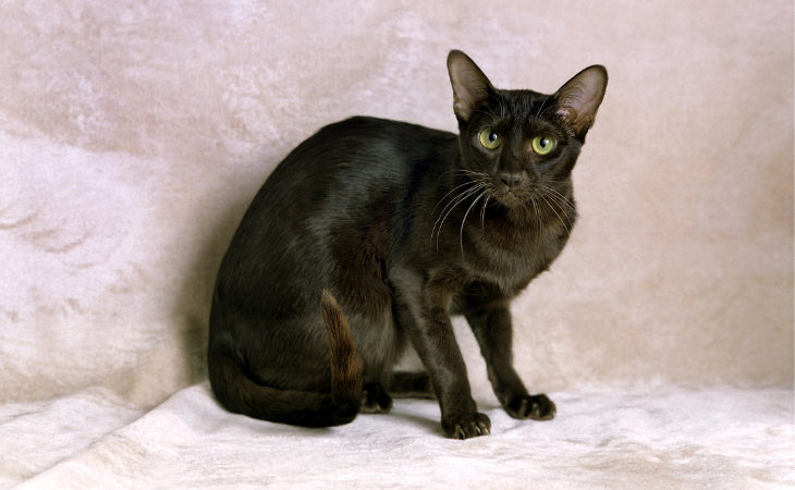 Havana Brown cat breed