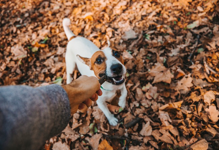 Jack Russel Terrier playing fallen leaves on the ground