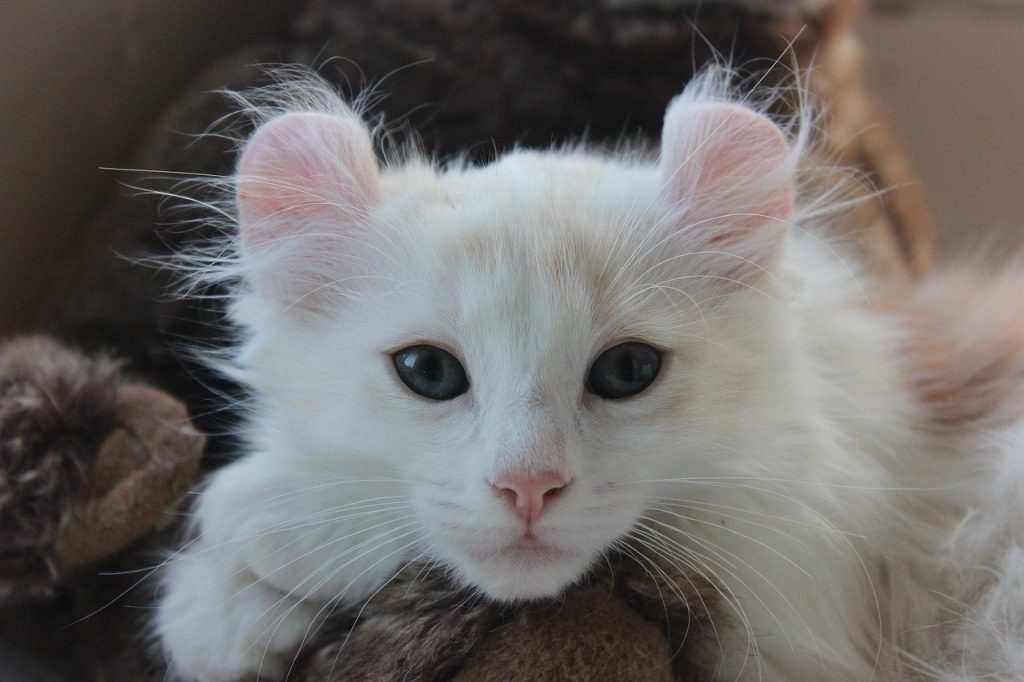 American Curl kitten