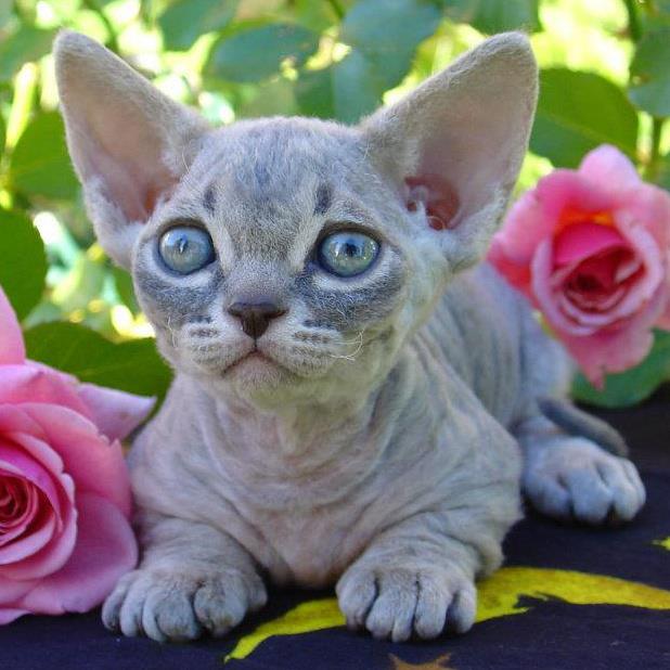 Minskin hairless cat breed