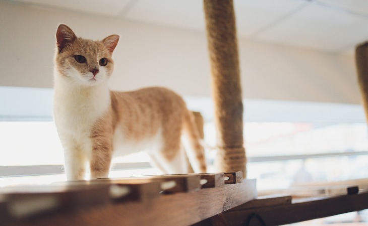 Munchkin cat breed small cat