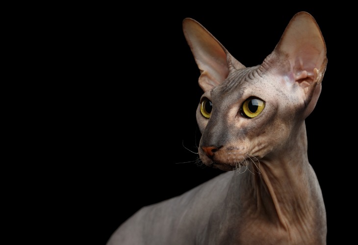 Peterbald hairless cat breeds