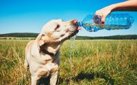 Protect your dog from the heat