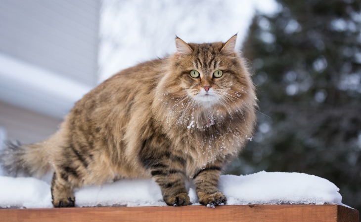 A Siberian cat outdoors
