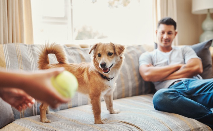 Teaching a dog how to fetch things and bring things over