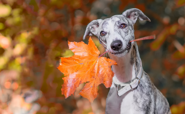 A Whippet with a leaf in its mouth