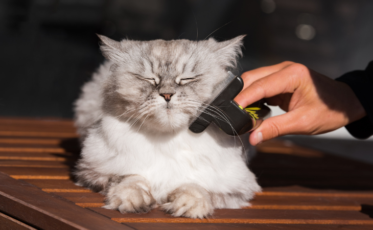 Brushing long-haired cat on the cheek area