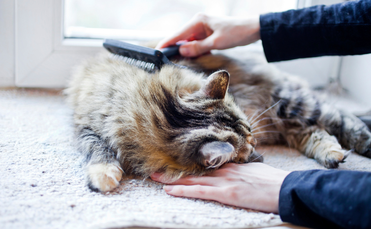 Tips on how to brush long-haired cats