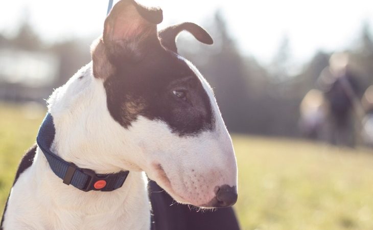 White and black Bull Terrier