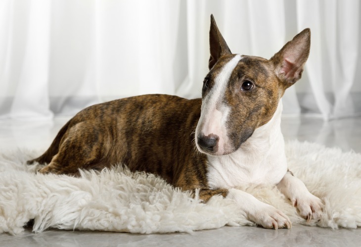 White and brown Bull Terrier