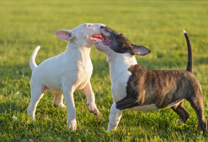 White Bull Terrier playing