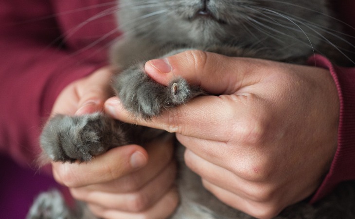 Trimming the claws of a cat