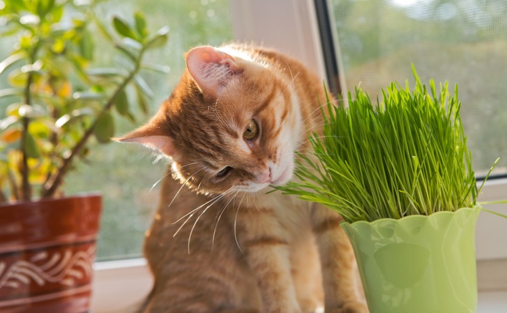 A cat eating grass