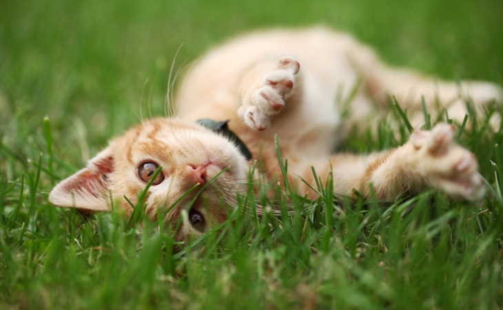 Cat likes grass