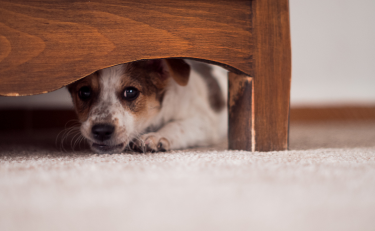 A dog hiding under some furniture