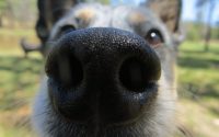 Close-up of dog's nose