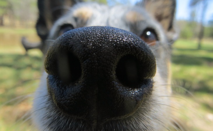 Close-up of dog's nose