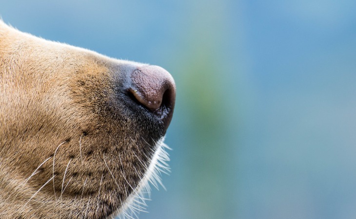 Dog nose