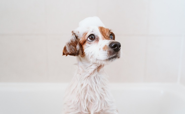 Giving a bath to your dog