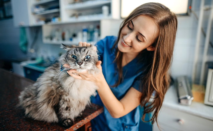Giving medicine to your cat