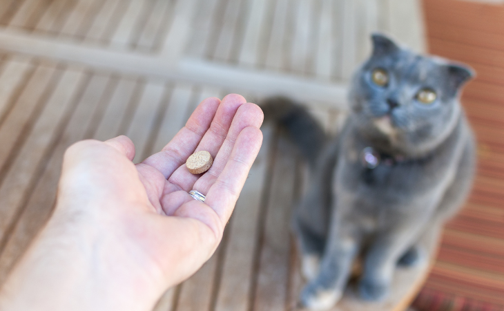 How to give medicine to your cat