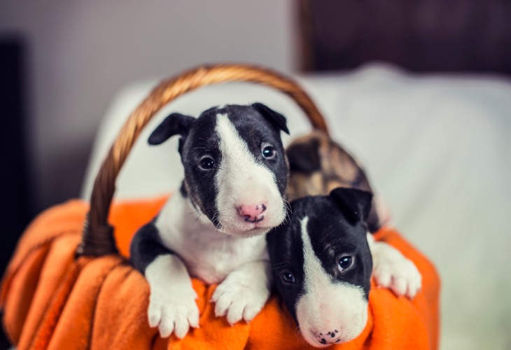 Bull Terrier puppies