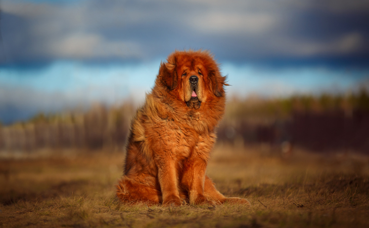 Tibetan Mastiff