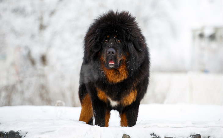 Tibetan Mastiff in the snow