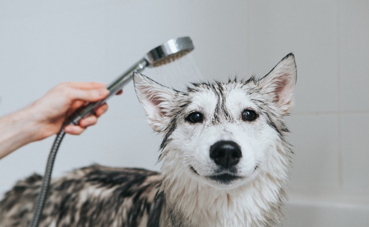 Washing your dog in the bathtub