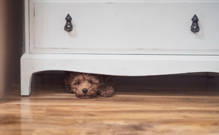 Why is my dog hiding? - Letsgetpet