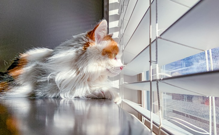 Indoor cat looking out the window