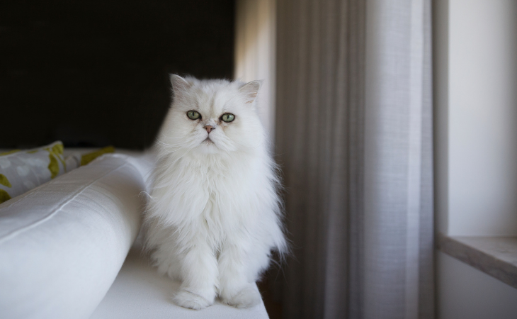 Persian cat differences from Ragdoll