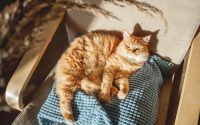 Protect your cat from the heat