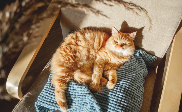 Protect your cat from the heat