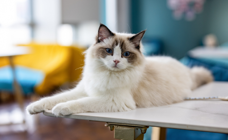 Ragdoll cat breed