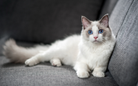 Differences between the Ragdoll and the Persian cat