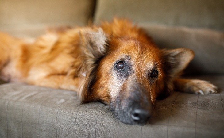 A senior dog lying down