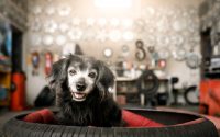 Take good care of a senior dog