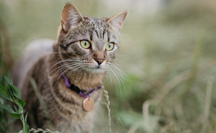 different ID tags for cats