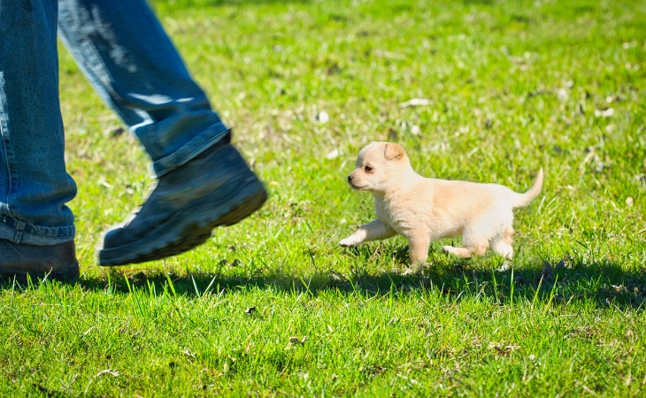 A puppy is following their owner outside