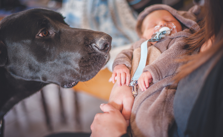 Introducing a baby to a dog