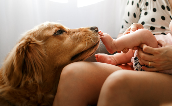 How to introduce my baby to my dog?
