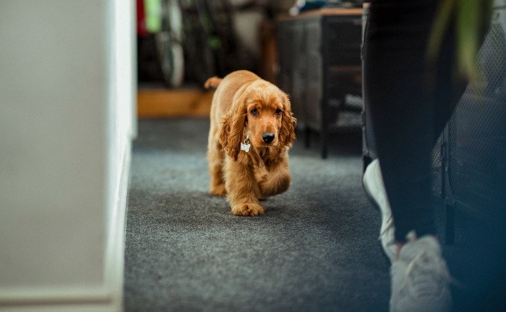 A dog following their owner