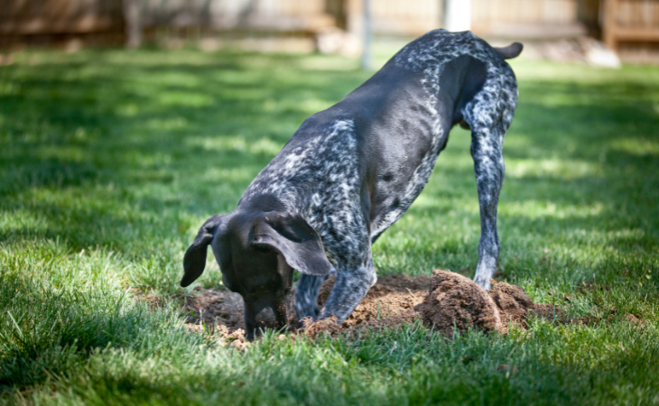 Dog dig in the grass