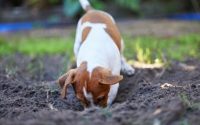 Dog digging in the dirt