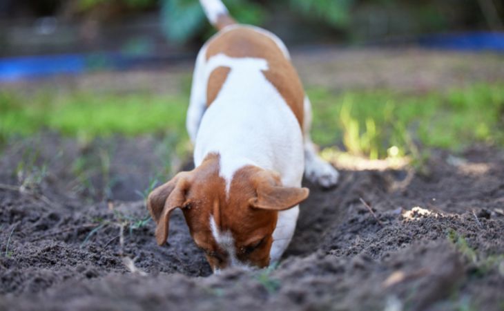 Dog digging in the dirt