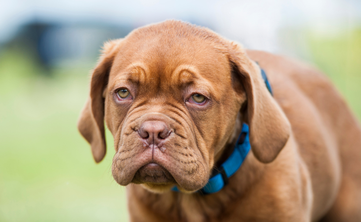 Dogue de Bordeaux French breed