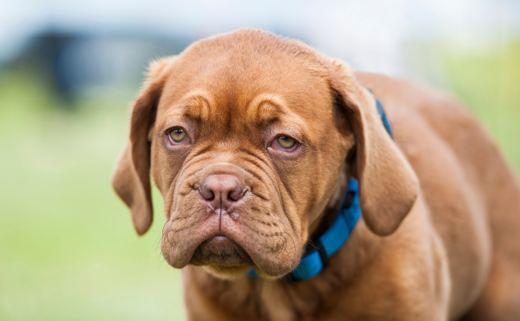 Dogue  de Bordeaux French breed